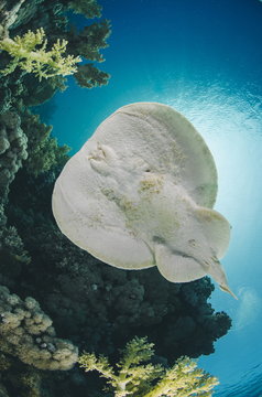 Leopard torpedo ray (Electric ray) (Torpedo panthera), underside view, back-lit by the sun, Ras Mohammed National Park, Sharm El Sheikh, Red Sea, Egypt