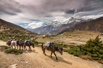 Horses of a trekker group on the Annapurna circuit trekking rout - obrazy, fototapety, plakaty