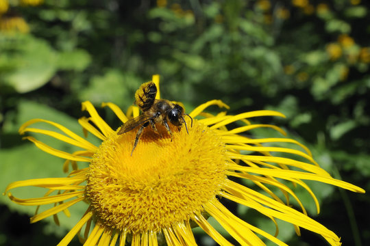 Leafcutter bee (Megachile sp.) feeding from flowerhead of heartleaf oxeye (giant oxeye daisy) (Telekia speciosa), Slovenia