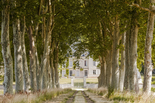 Looking towards an old mansion down an avenue of trees near Chinon, Indre et Loire, France