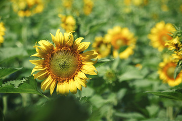 Sunflowers field