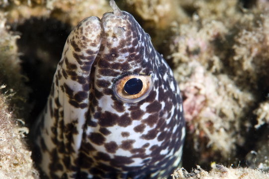 Spotted moray eel (Gymnothorax moringa), St. Lucia