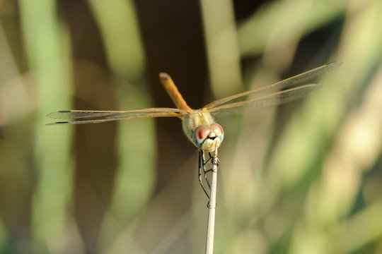 Female red-winged darter dragonfly (Sympetrum fonscolombii) female, clasping spiky stem of Juncus rush, Lesbos (Lesvos), Greece