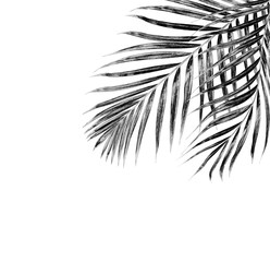 Obraz premium black leaves of palm tree on white background