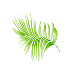 Fototapeta na wymiar Green leaf of palm tree on white background
