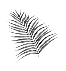 black leaves of palm tree on white background