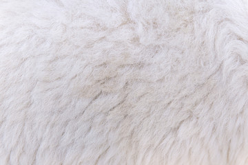 woolly sheep fleece for background and design