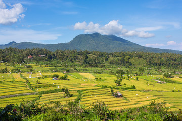 Fototapeta premium Terrace rice fields on a sunny day, Bali, Indonesia.