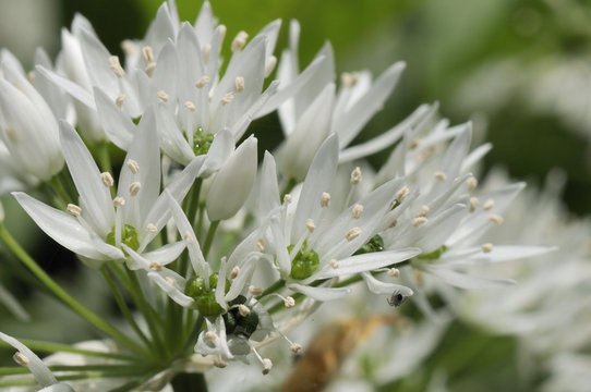 Close-up of wild garlic (ramsons) (Allium ursinum) carpeting woodland floor, Wiltshire