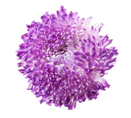 Beautiful violet flower, isolated on white