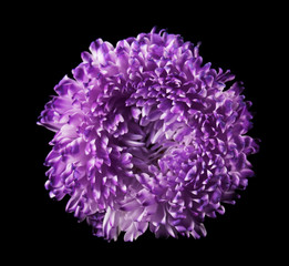 Beautiful violet flower on dark background