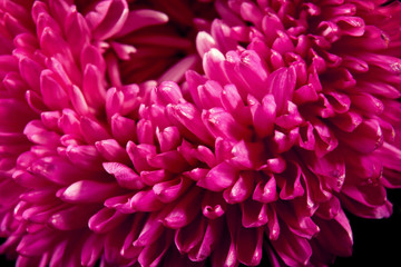 Beautiful pink flower, closeup