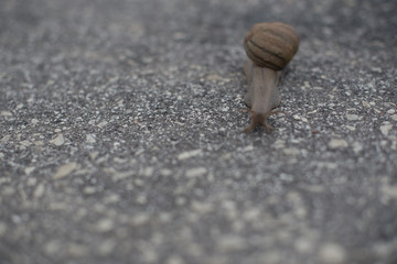 Snails pace