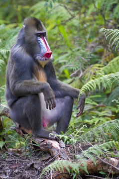 Male mandrill (Mandrill sphinx), Parc de la Lekedi, Haut-Ogooue, Gabon