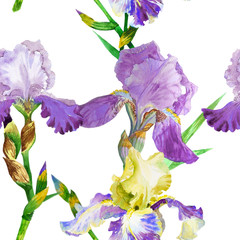 Seamless pattern with colored irises