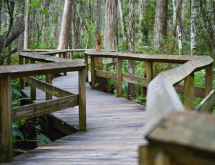 Fototapeta na wymiar Wooden Path Trail in jungle