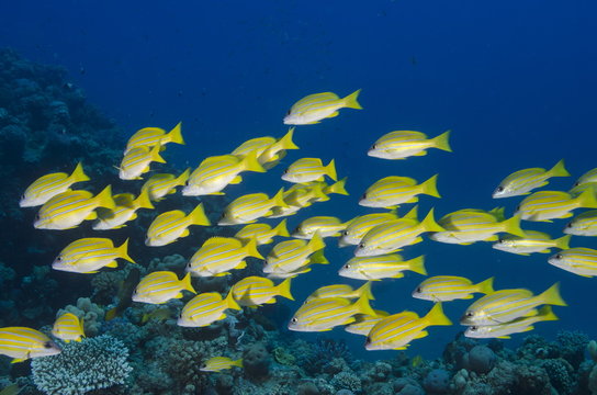 Medium shoal or school of blue striped snapper (Lutjanus kasmira), Naama Bay, off Sharm el-Sheikh, Sinai, Red Sea, Egypt 