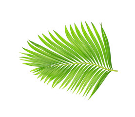 green leaves of palm tree isolated on white background