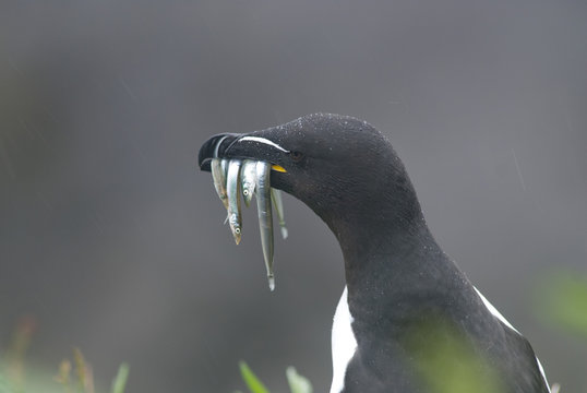 Razorbill (Alca torda), Lunga, Inner Hebrides, Scotland