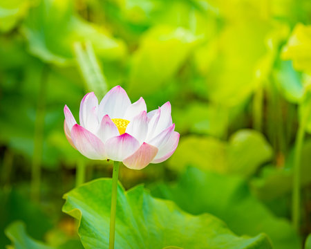 Fototapeta Closeup lotus flower