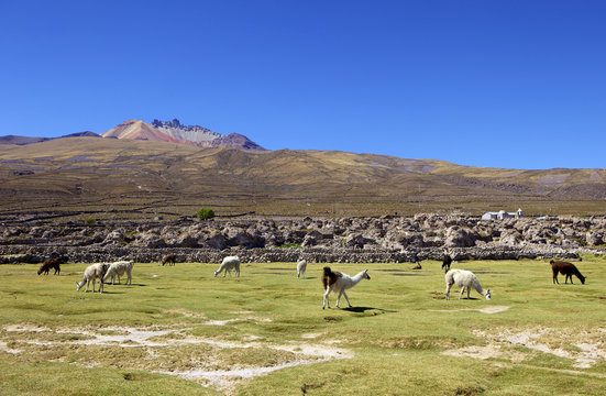 Llamas and alpacas grazing, Tunupa, Bolivia