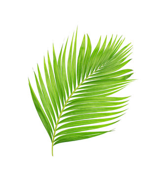 green leaves of palm tree isolated on white background