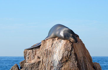 California Sea Lion warming himself on the Pinnacle rock of Lands End at Cabo San Lucas Baja Mexico...