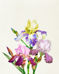 Colored irises. Watercolor flowers 