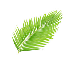 Obraz premium green leaves of palm tree isolated on white background