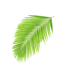Obraz premium green leaves of palm tree isolated on white background