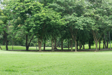 Green park at Vachirabenjatas Park (Rot Fai Park) Bangkok, Thailand
