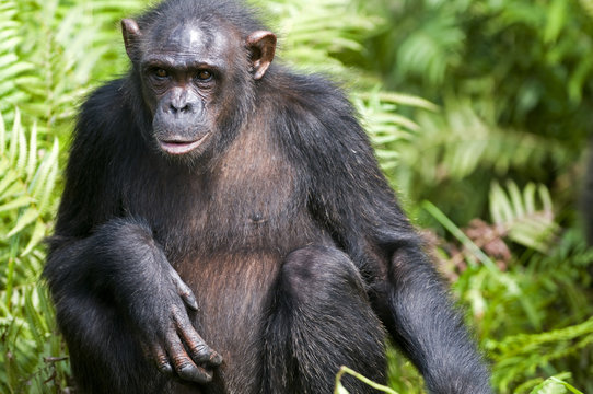 Rehabilitated orphaned chimpanzee (Pan troglodytes) released back into natural habitat, Parc de la Lekedi, Haut-Ogooue, Gabon