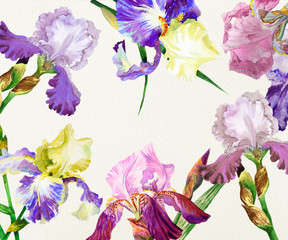 Colored irises. Watercolor flowers 