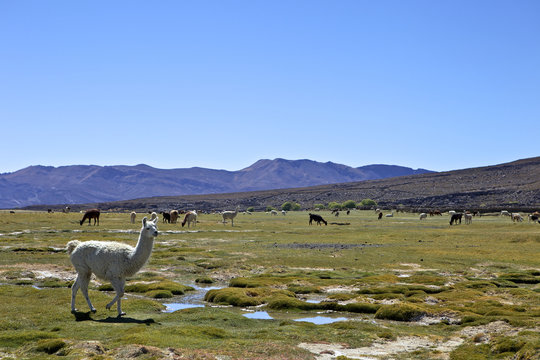 Llamas and alpacas grazing, Tunupa, Bolivia