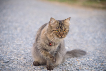 cat feel frightened, looked with dismay.