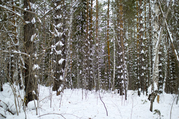 Winter forest, Siberia, Russian taiga