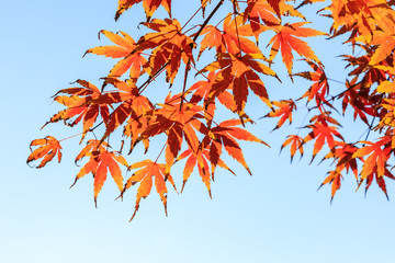 Autumn maple leaves background