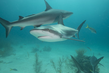 Reef sharks, Bahamas