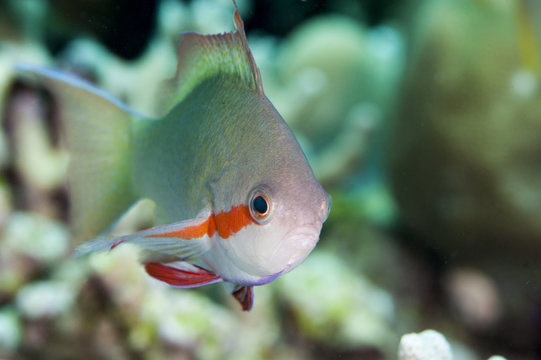 Threadfin anthias (Pseudanthias huchti) male, Sulawesi, Indonesia