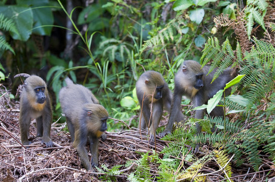 Juvenile mandrills (Mandrill sphinx), Parc de la Lekedi, Haut-Ogooue, Gabon