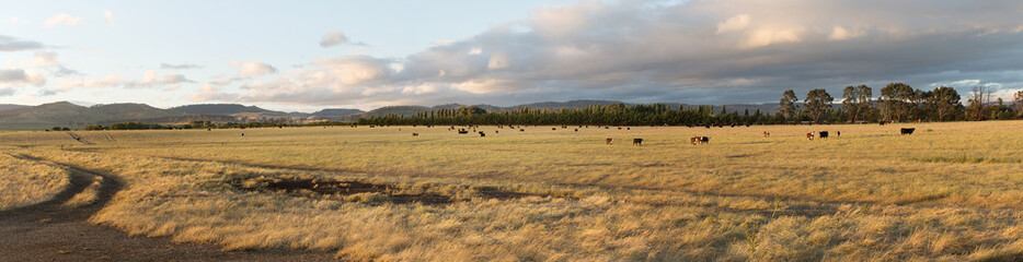 Farm pasture with beef cattle