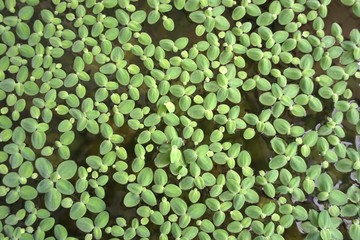 close up duckweed © tanantornanutra