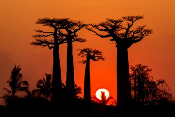 Fototapete Rund Baobab-Sonnenuntergang © Janos