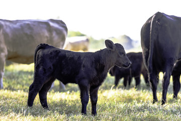 Black Angus crossbred calf in herd