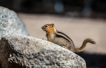 Yosemite chipmunk