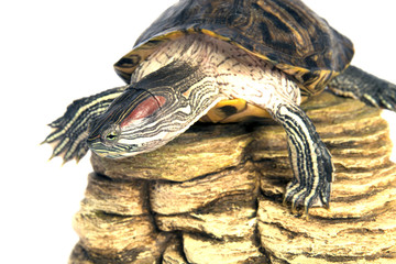 tuttle trachemys scripta isolated
