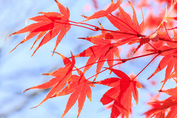 Autumn maple leaves background
