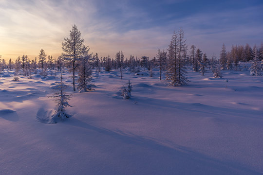 Winter landscape. Snowscape. Forest, sun and shadows.