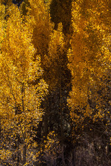 Colors of autumn: aspen leaves in the Sierra Nevada, California