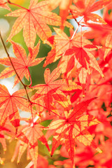 Autumn maple leaves background